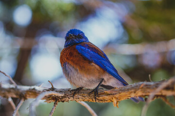 western blue bird