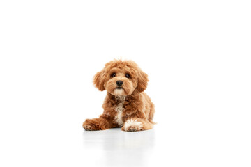 Shot of Maltipoo with big kind eyes and brown fur posing isolated over white studio background....