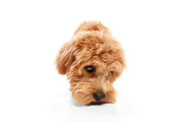 Shot of Maltipoo with big kind eyes and brown fur posing isolated over white studio background. Close up. Curly dog