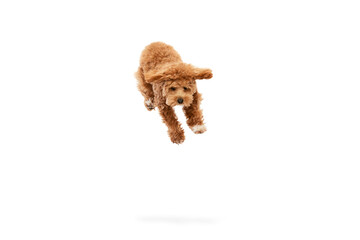 Portrait of cute, joyful animal Maltipoo breed with red fur and big eyes, pet posing isolated over white studio background. Flying doggy ears