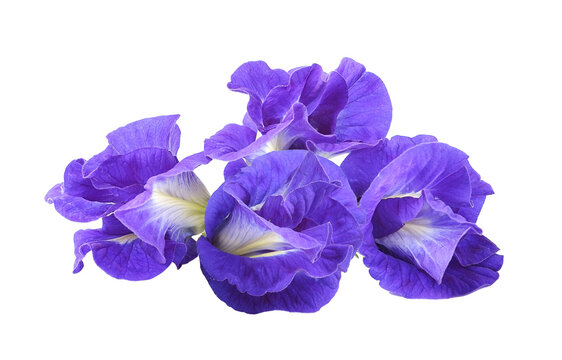 Asian pigeonwings flowe on transparent png