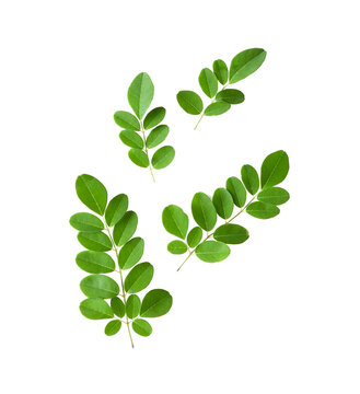 Moringa leaf isolated on transparent png