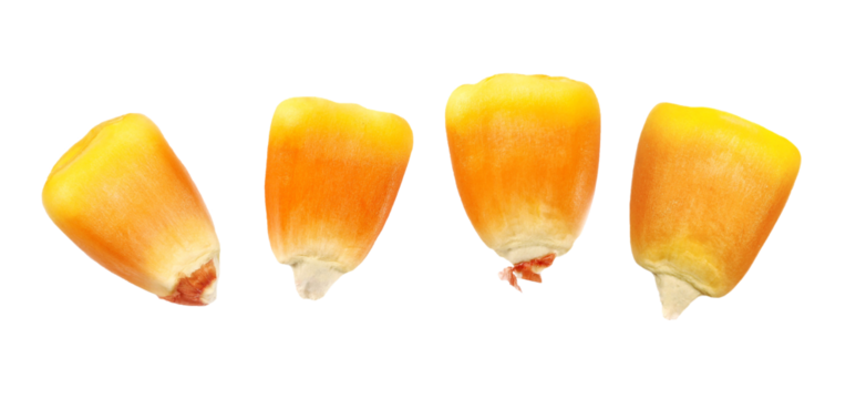 Set macro kernel corn isolated on white, clipping path