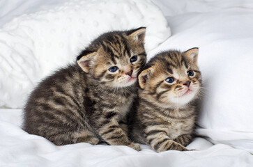 Fototapeta na wymiar Little beautiful tabby kittens are sitting on white bed and look at the camera.Postcard concept,copy space.Two small striped kittens sit hugging each other on the bed at home in a white blanket, cute 