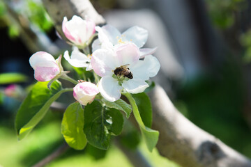 Bee drinks nectar while sitting on a flower. Blossoming apple tree.