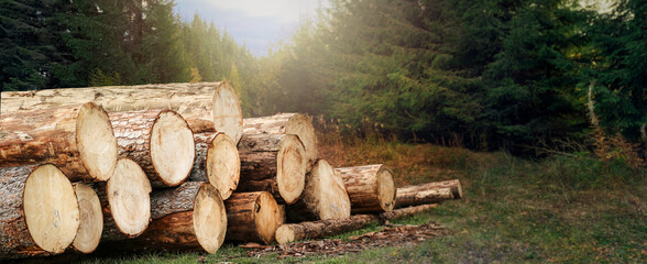 Forest pine and spruce trees. Log trunks pile, the logging timber wood industry.