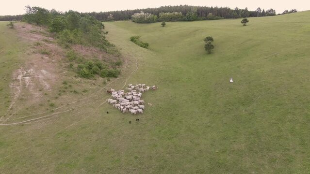 Green meadow with white grey cattle. Aerial photography