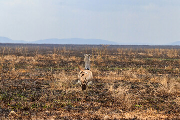 Kori bustard (Ardeotis kori) walking in dry savannah in Serengeti National Park, Tanzania
