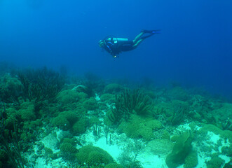 Fototapeta na wymiar a diver exploring a reef on the island of Aruba