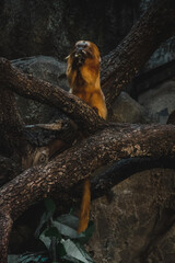 Squirrel monkey snack time