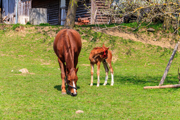 Mare horse and her foal on a green meadow
