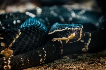 Black is the new black