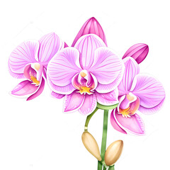 Obraz premium Watercolor illustration of orchid flowers on a white background. Generative AI