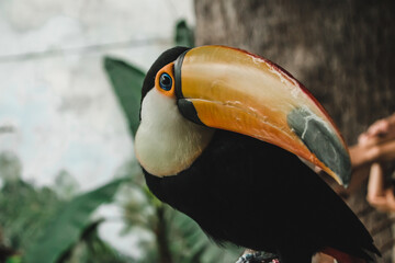 toucan on a branch