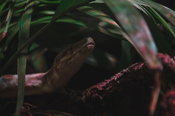 Snake in the shade staring 