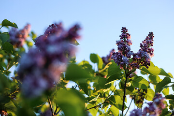 Purple lilac tree in spring, sunset