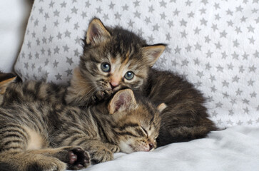 Fototapeta premium Two small kittens, A small one-month-old tabby kitten with blue eyes against the background of another sleeping kitten. Beautiful, funny kitten. Siberian kittens