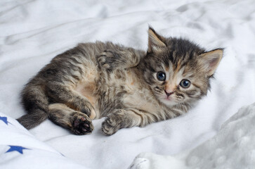 A small one-month-old tabby kitten with blue eyes. Beautiful, funny kitten. Siberian kitten