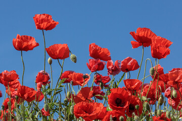 Obraz premium Mohnfeld mit Klatschmohn (Papaver rhoeas) vor blauem Himmel
