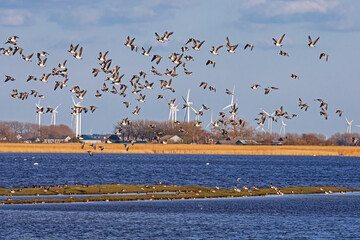 Ein Schwarm Weißwangengänse (Branta leucopsis, Barnacle goose, Nonnengans) über dem Hauke-Haien-Koog. Viele Vögel etlicher Arten auf dem Grund. Bei Ockhom in Nordfriesland, Deutschland.