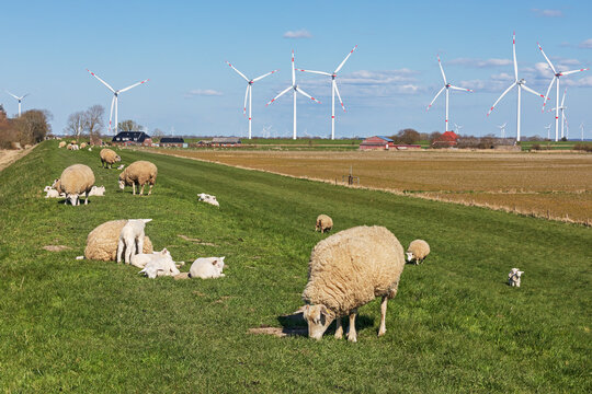 Schafe und Lämmer auf einem alten Deich an der Nordsee bei Dagebüll in Nordfriesland, Schleswig-Holstein, Deutschland. Im Hintergrund Windräder. Osewoldter Koog.