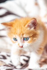 Little cute red kitten on a light bedspread. Cat baby, selective focus