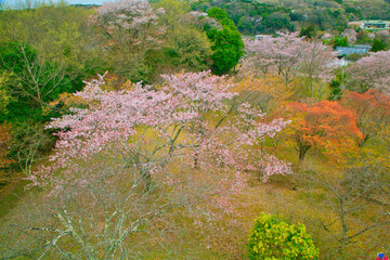 高いところからの桜の眺め