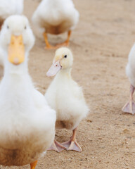white ducks on farm graze in herd, cute pets birds. taking care of cattle in backyard. subsistence farming, poultry farming for meat and eggs. environmentally friendly