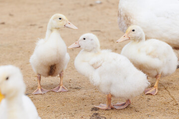 white ducks on farm graze in herd, cute pets birds. taking care of cattle in backyard. subsistence farming, poultry farming for meat and eggs. environmentally friendly