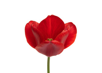 Tulip flower isolated on white