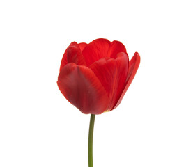 Tulip flower isolated on white