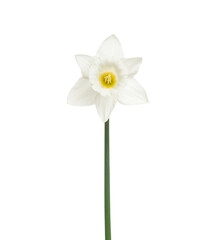 Narcissus flower isolated on white