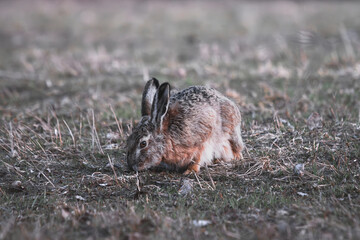 small hare sits on a grass