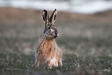 hare with big ears is sitting in a field