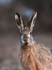 Naklejka na ściany i meble portrait of a brown hare close-up