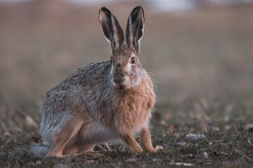 brown hare in a field with green grass