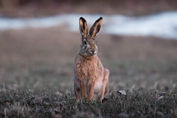 hare is sitting in a field in close-up