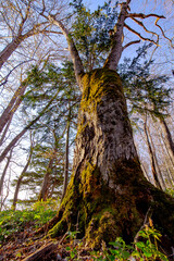 森の中の大きな木を下から見上げる。
