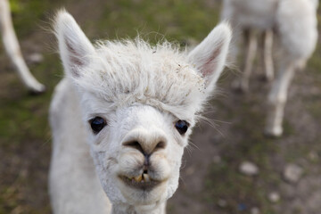 Portrait of a cute smiling alpaca, animal close-up.