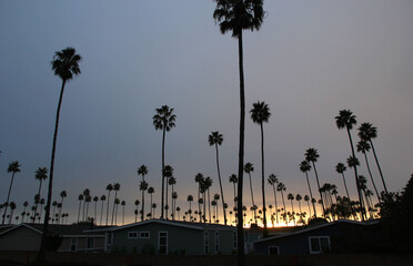 Tall palm trees in the residential area near Ventura harbor, California