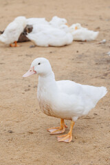 white ducks on farm graze in herd, cute pets birds. taking care of cattle in backyard. subsistence farming, poultry farming for meat and eggs. environmentally friendly