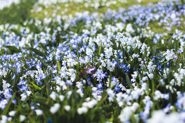 first spring blue and white flowers in the park