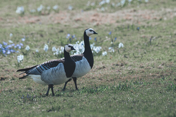 Two Canadian geese with flowers in the background