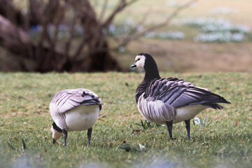 pair of Canadian geese is standing in the grass