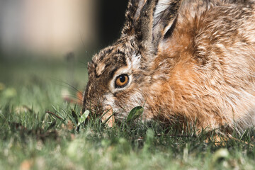 hare eats green grass close-up