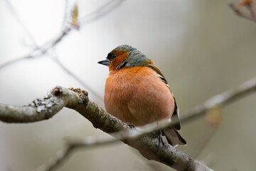 Common chaffinch, bird with a red breast sits on a branch