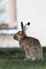  hare is sitting in a field with green grass