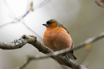 Common chaffinch sits on a branch in a tree