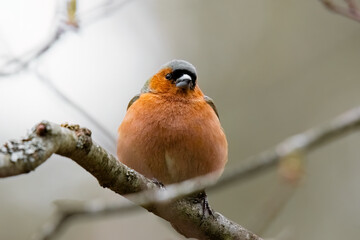 Beautiful songbird Common chaffinch in wildlife. Common chaffinch sits on a tree