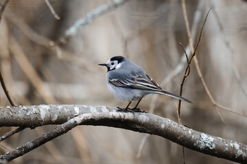 White Wagtail (Motacilla alba) sitting on a branch